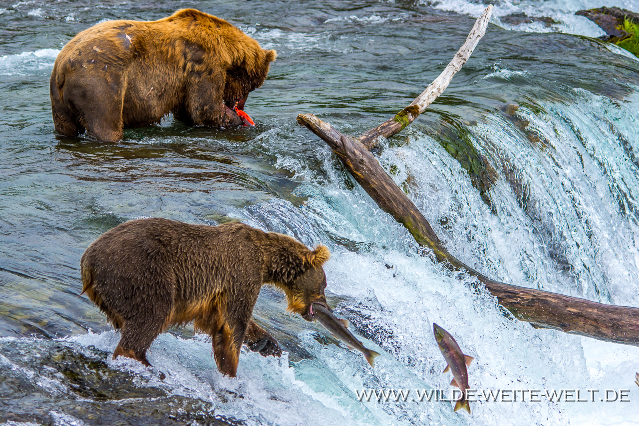 Grizzly-Bear-Brooks-Falls-Katmai-Nationalpark-Alaska-344 Bären / Brown Bears / Grizzlies an den Brooks Falls - Teil 1 [Katmai National Park]