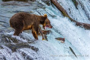 Grizzly-Bear-Brooks-Falls-Katmai-Nationalpark-Alaska-391-300x200 Grizzly Bear