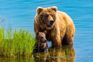 Grizzly-Bear-Brooks-Falls-Katmai-Nationalpark-Alaska-41-300x200 Grizzly Bear