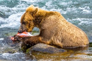 Grizzly-Bear-Brooks-Falls-Katmai-Nationalpark-Alaska-460-300x200 Grizzly Bear