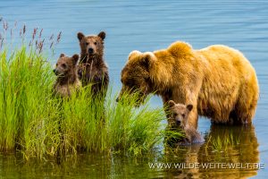 Grizzly-Bear-Brooks-Falls-Katmai-Nationalpark-Alaska-55-300x200 Grizzly Bear