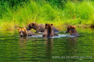 Grizzly-Bear-Brooks-Falls-Katmai-Nationalpark-Alaska-85-300x200 Grizzly Bear
