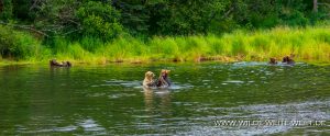 Grizzly-Bear-Brooks-Falls-Katmai-Nationalpark-Alaska-91-300x124 Grizzly Bear