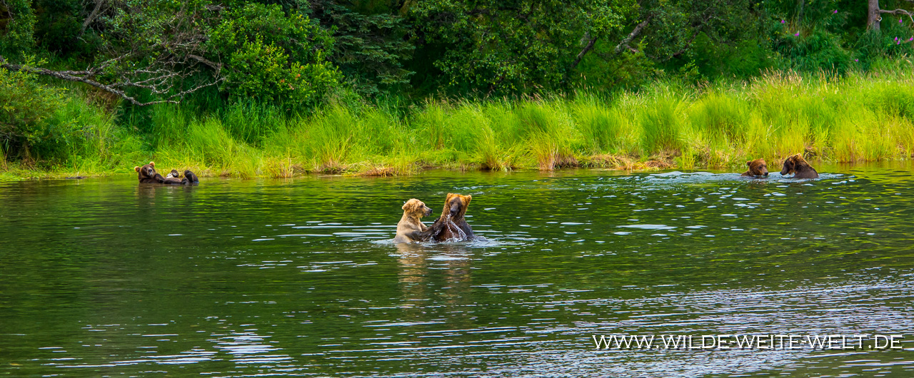 Grizzly-Bear-Brooks-Falls-Katmai-Nationalpark-Alaska-344 Bären / Brown Bears / Grizzlies an den Brooks Falls - Teil 1 [Katmai National Park]