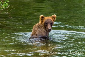 Grizzly-Bear-Brooks-Falls-Katmai-Nationalpark-Alaska-98-300x200 Grizzly Bear