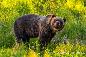 Grizzly-Bear-Cassiar-Highway-British-Columbia-13-300x200 Grizzly Bear