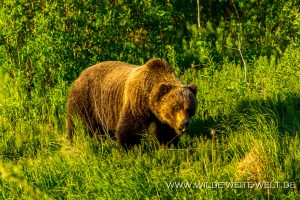 Grizzly-Bear-Cassiar-Highway-British-Columbia-19-300x200 Grizzly Bear