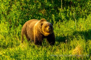 Grizzly-Bear-Cassiar-Highway-British-Columbia-21-300x200 Grizzly Bear