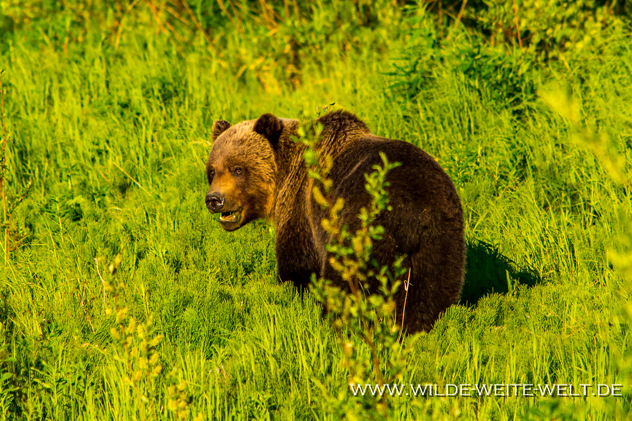 Grizzly-Bear-Stewart-Cassiar-Highway-Meziadin-Lake-British-Columbia-16 Grizzlies entlang des Cassier Highways [British Columbia]