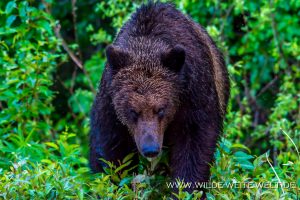 Grizzly-Bear-Stewart-Cassiar-Highway-Meziadin-Lake-British-Columbia-16-300x200 Grizzly Bear