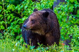 Grizzly-Bear-Stewart-Cassiar-Highway-Meziadin-Lake-British-Columbia-30-300x200 Grizzly Bear
