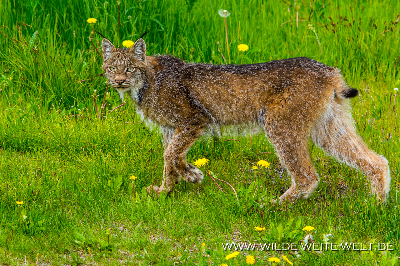 Luchs-Surprise-Lake-Recreation-Site-British-Columbia-2 Luchs - Lynx & Wolf - Wolve [British Columbia, Yukon]
