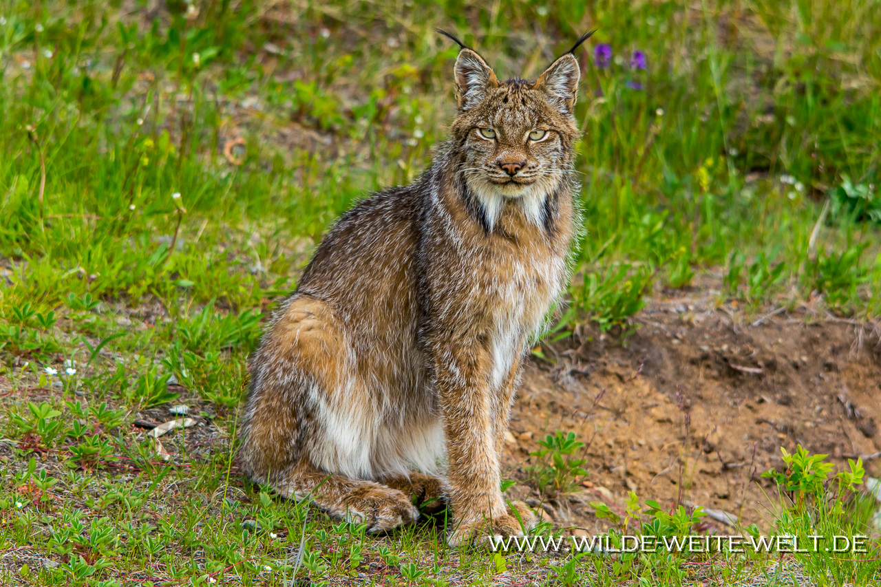 Luchs-Surprise-Lake-Recreation-Site-British-Columbia-2 Luchs - Lynx & Wolf - Wolve [British Columbia, Yukon]