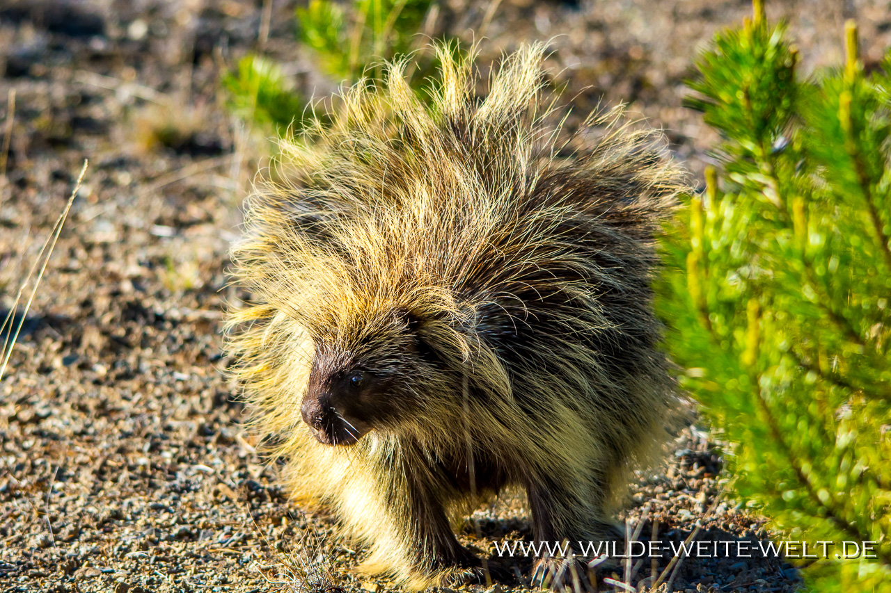 Porcupine-Alaska-Highway-Rancheria-Falls-Yukon-11 Die kleinen Highlights: Stachelschweine & Murmeltiere & Grouse [British Columbia]