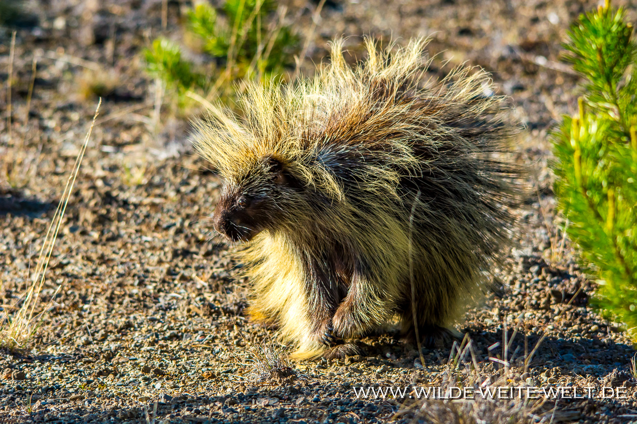 Porcupine-Alaska-Highway-Rancheria-Falls-Yukon-11 Die kleinen Highlights: Stachelschweine & Murmeltiere & Grouse [British Columbia]