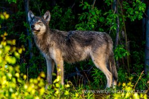 Wolf-Alaska-Highway-Swift-River-British-Columbia-3-300x200 Wolf