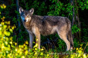 Wolf-Alaska-Highway-Swift-River-British-Columbia-4-300x200 Wolf