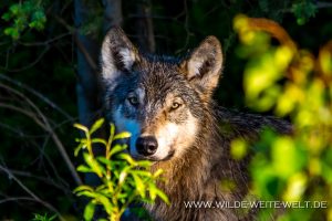 Wolf-Alaska-Highway-Swift-River-British-Columbia-8-300x200 Wolf