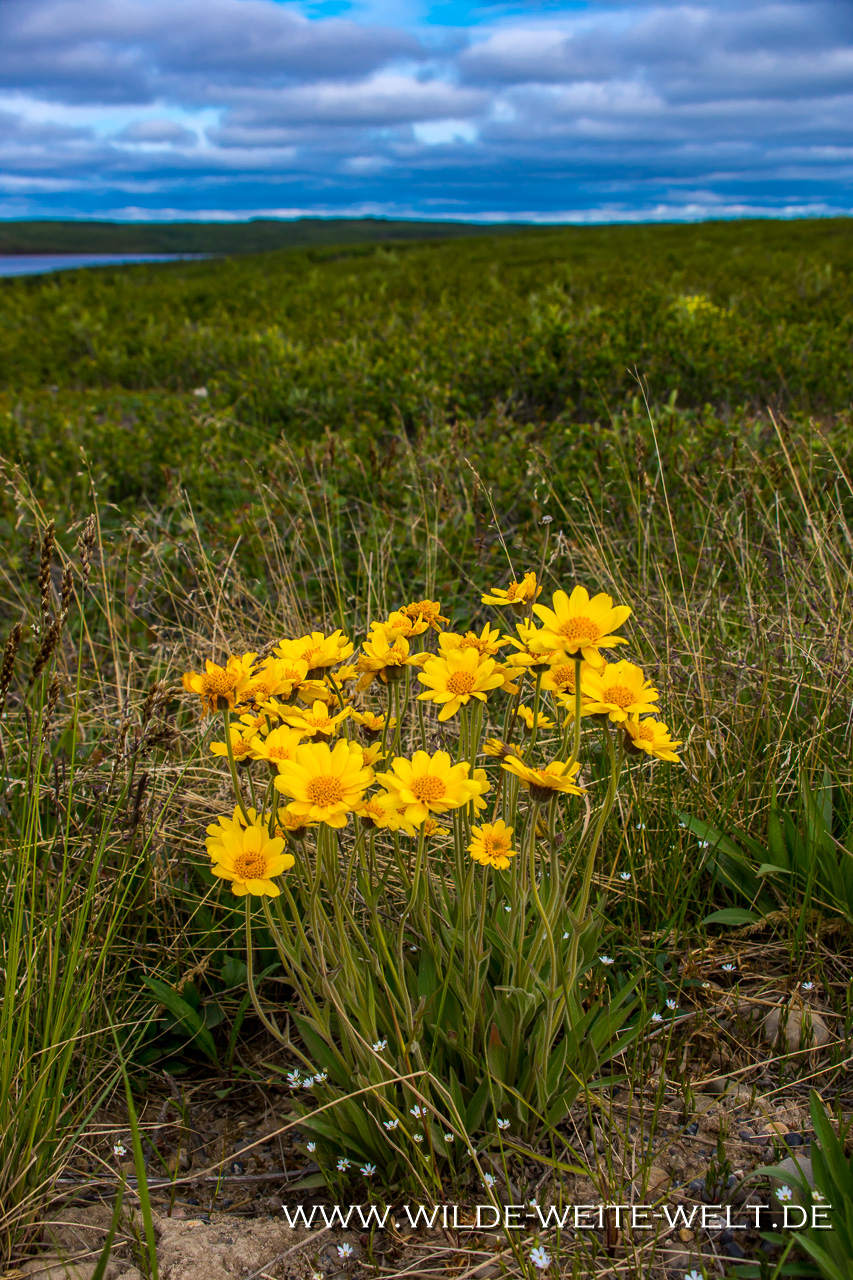 Arctic-Wildflowers-Lower-Mackenzie-Valley-Road-Tuktoyaktuk-Northwest-Territories-2 Dempster Highway nach Tuktoyaktuk: Wildblumen / Wildflowers [Dempster]