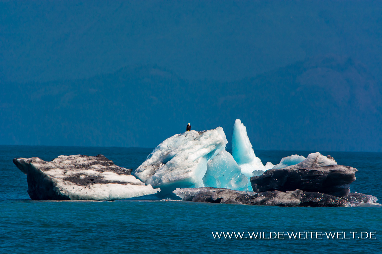 Columbia-Glacier-Iceberg-Prince-William-Sound-Valdez-Alaska-1 Columbia & Meares Glacier Boat Cruise [Prince William Sound]