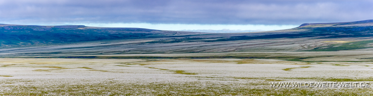 Tundra-with-Eriophorum-Tuktoyaktuk-Northwest-Territories-3 Wollgras-Wiesen - Eriophorum [Dempster]