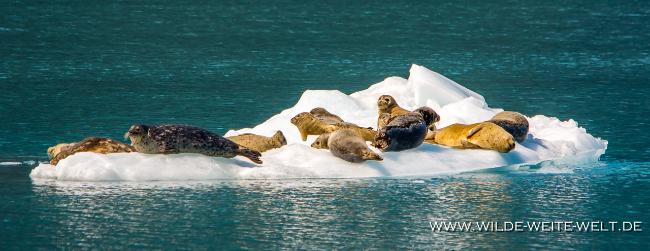 Harbour-Seal-Prince-William-Sound-Valdez-Alaska-7 Seehunde - Harbour Seals [Prince William Sound]