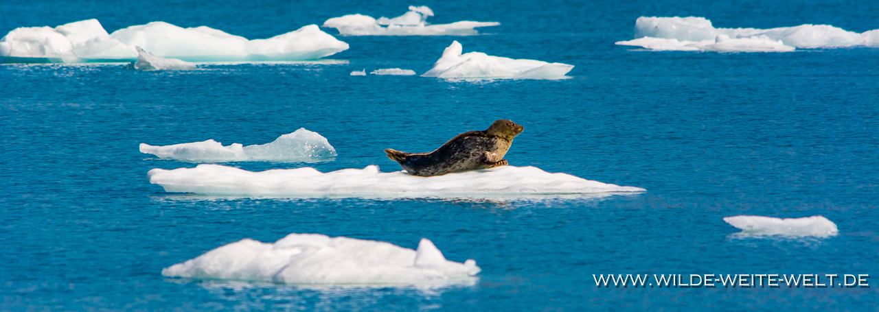 Harbour-Seal-Prince-William-Sound-Valdez-Alaska-7 Seehunde - Harbour Seals [Prince William Sound]
