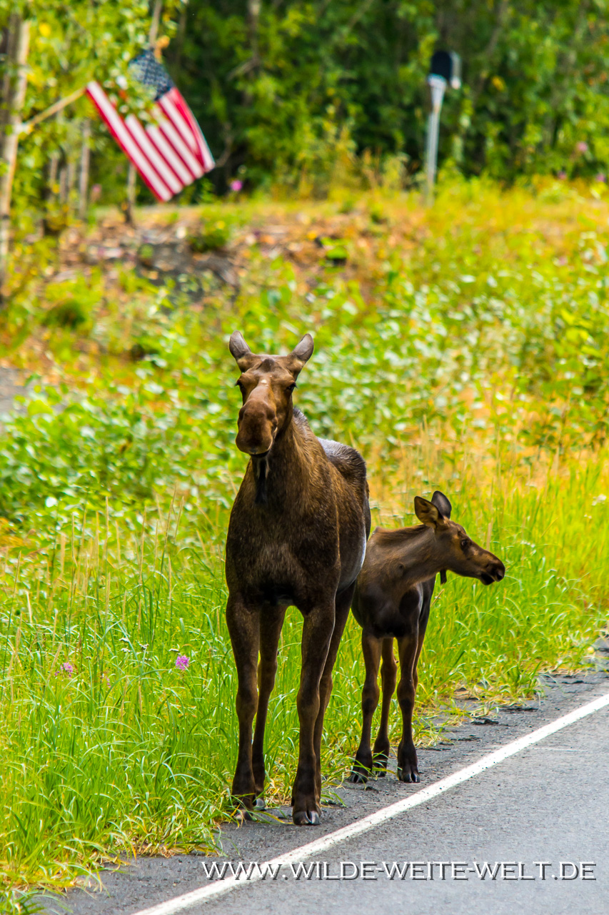 Moose-10-11-Glenn-Highway-Alaska-56 Elche in Alaska - Teil I
