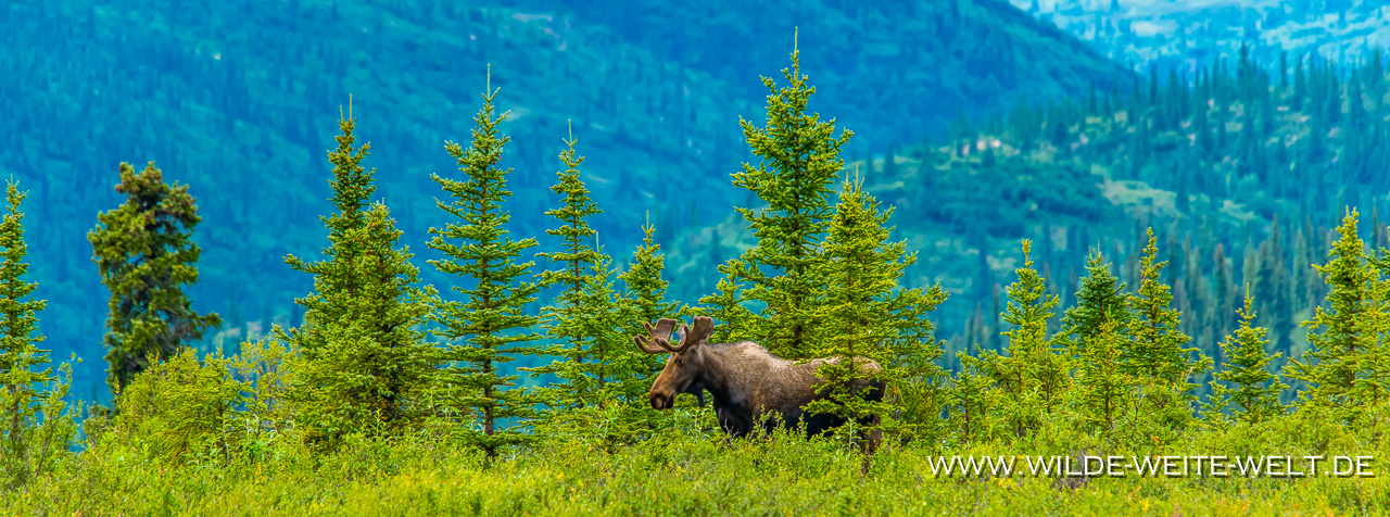 Moose-20-Kincaid-Park-Anchorage-Alaska-11 Elche in Alaska - Teil II