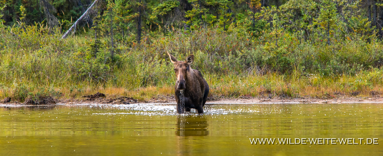 Moose-20-Kincaid-Park-Anchorage-Alaska-11 Elche in Alaska - Teil II