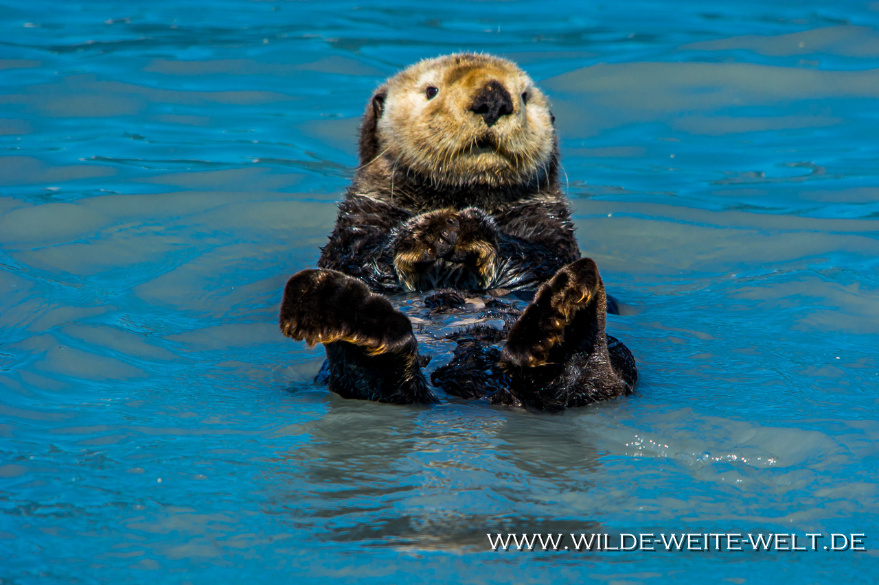 Sea-Otter-Prince-William-Sound-Valdez-Alaska-13 Seeotter - Sea Otter [Seward & Prince William Sound]