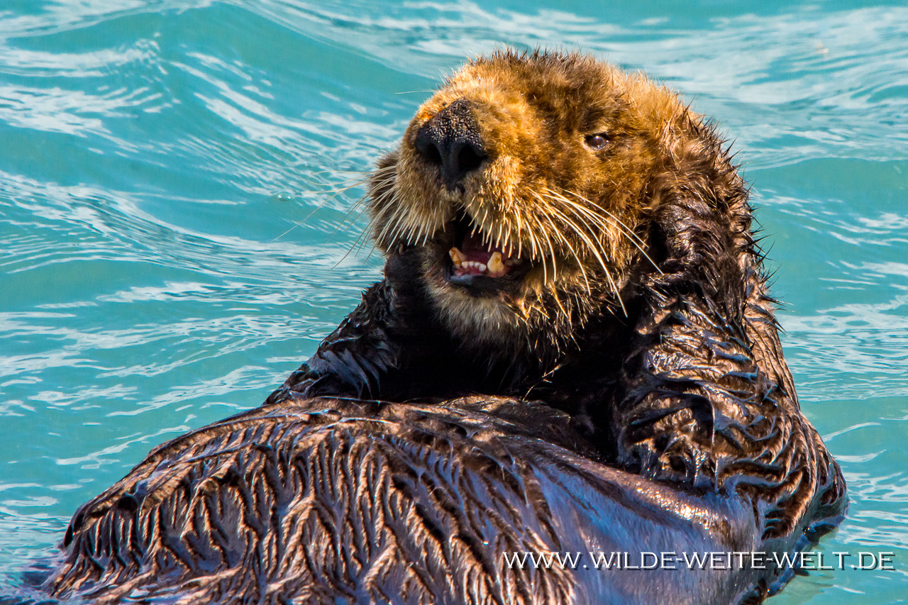 Sea-Otter-Prince-William-Sound-Valdez-Alaska-13 Seeotter - Sea Otter [Seward & Prince William Sound]