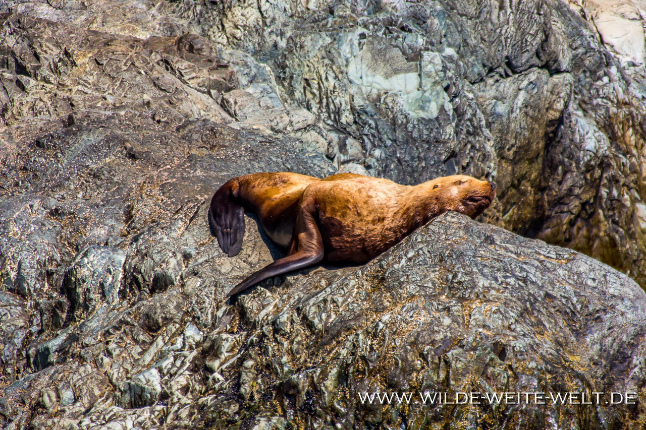 Steller´s-Sea-Lion-Solomon-Gulch-Fish-Hatchery-Valdez-Alaska-24 Stellers Sea Lions - Stellers Seelöwen [Prince William Sound, Valdez]