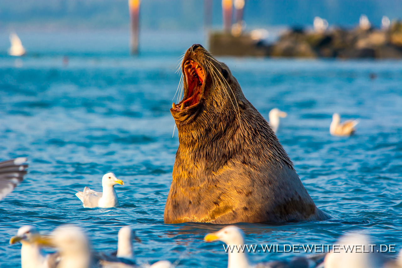Steller´s-Sea-Lion-Solomon-Gulch-Fish-Hatchery-Valdez-Alaska-24 Stellers Sea Lions - Stellers Seelöwen [Prince William Sound, Valdez]