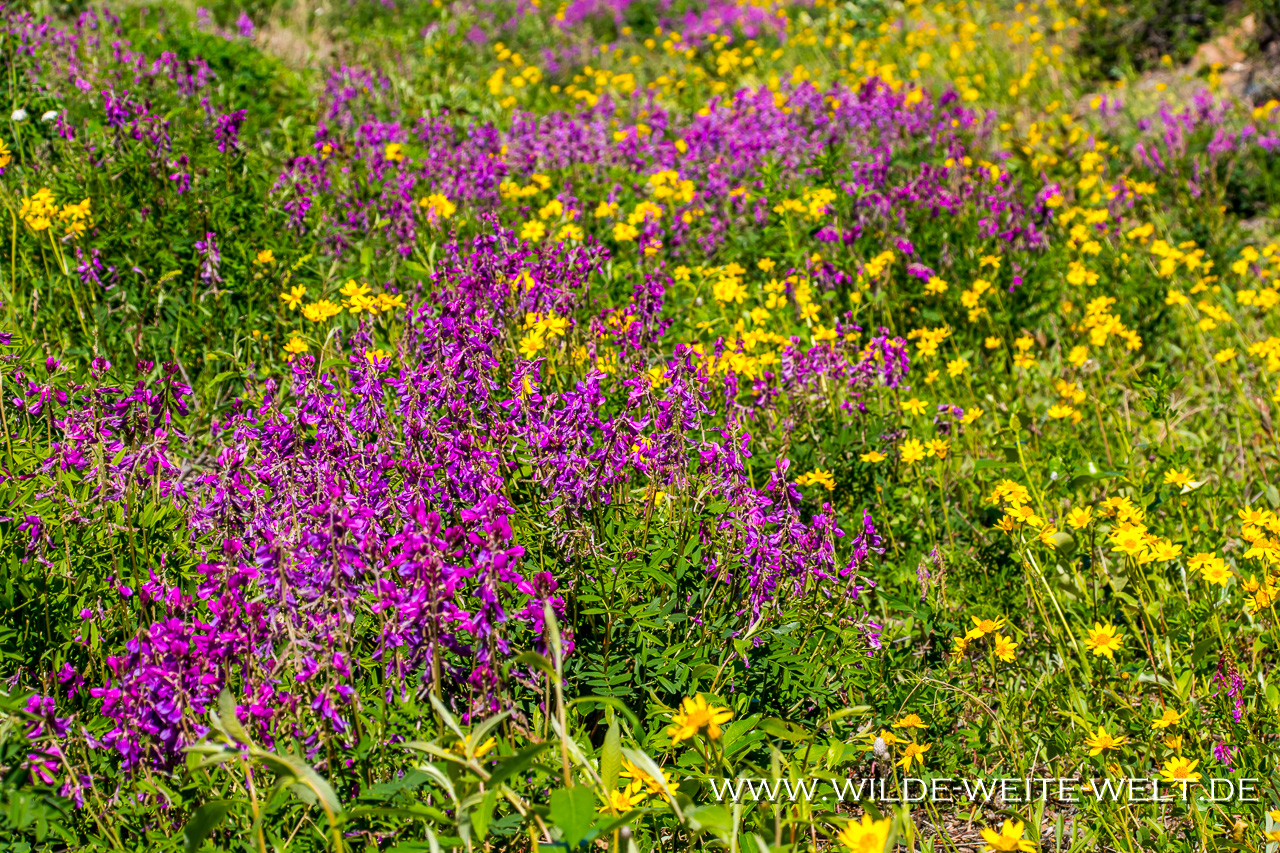 Arctic-Wildflowers-Lower-Mackenzie-Valley-Road-Tuktoyaktuk-Northwest-Territories-2 Dempster Highway nach Tuktoyaktuk: Wildblumen / Wildflowers [Dempster]