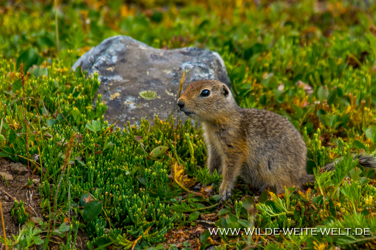 Arctic-Ground-Squirrel-Tatshenshini-Alsek-Provincial-Park-Haines-Highway-British-Columbia-28 Arctic Ground Squirrels [Samuel Glacier]