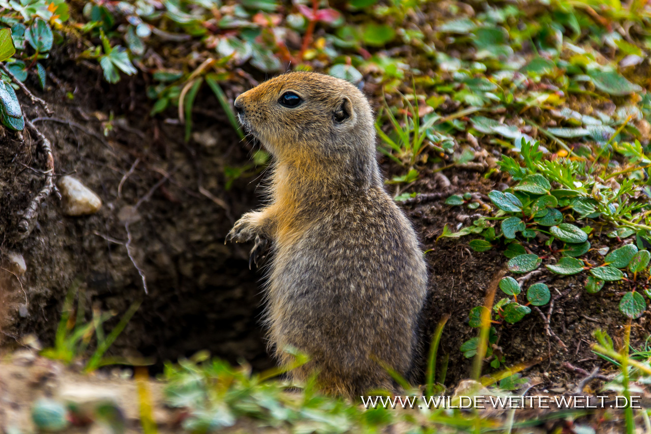 Arctic-Ground-Squirrel-Tatshenshini-Alsek-Provincial-Park-Haines-Highway-British-Columbia-28 Arctic Ground Squirrels [Samuel Glacier]
