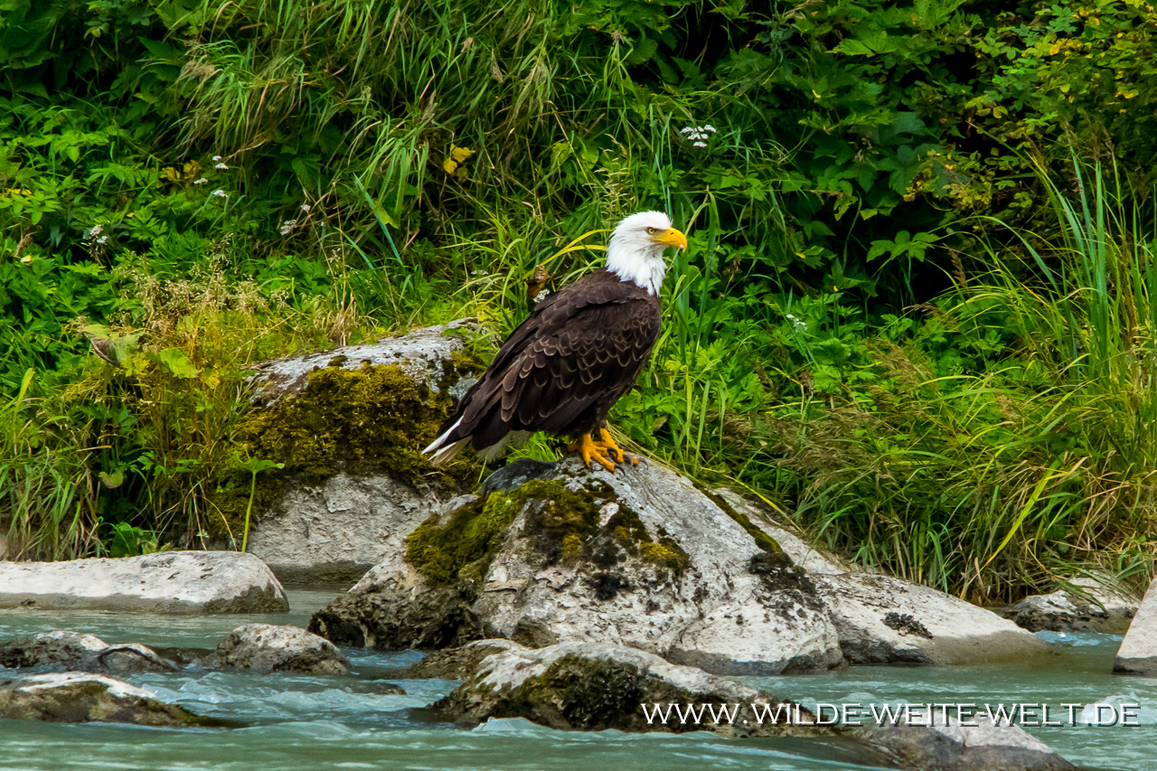 Bald-Eagle-Richardson-Highway-Glennallen-Alaska-43 Bald Eagles - Weisskopf-Seeadler [Copper River & Haines]