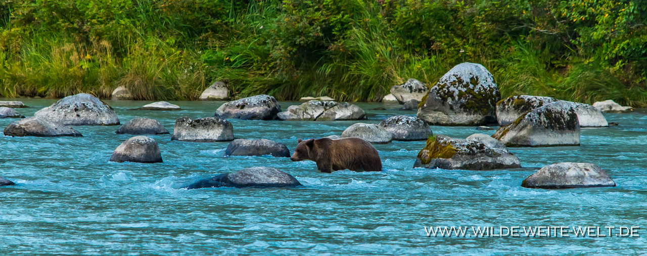 Grizzly-Baer-10-Chilkoot-Lake-Recreation-Area-Haines-Alaska-73 Brown Bears / Grizzlies am Chilkoot River [Haines]