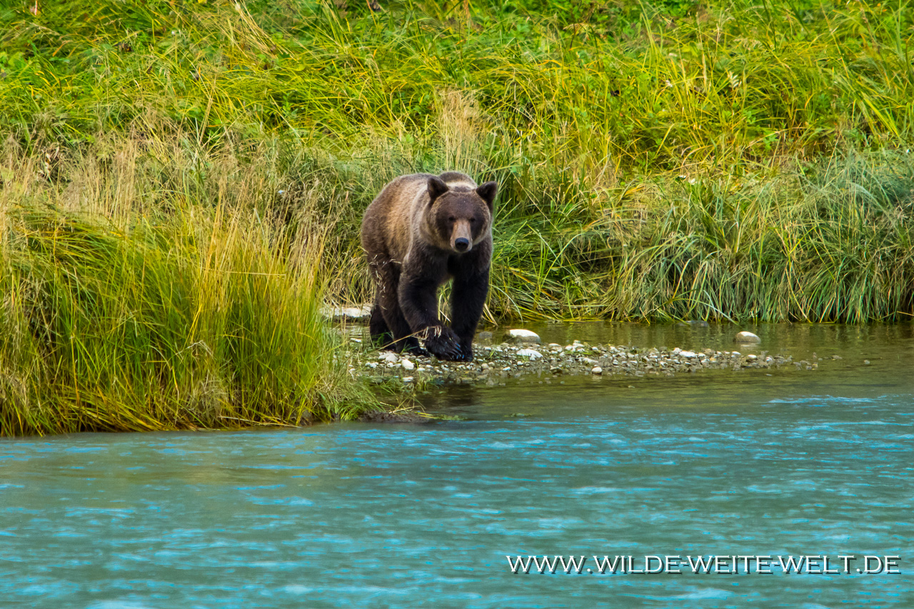 Grizzly-Baer-10-Chilkoot-Lake-Recreation-Area-Haines-Alaska-73 Brown Bears / Grizzlies am Chilkoot River [Haines]