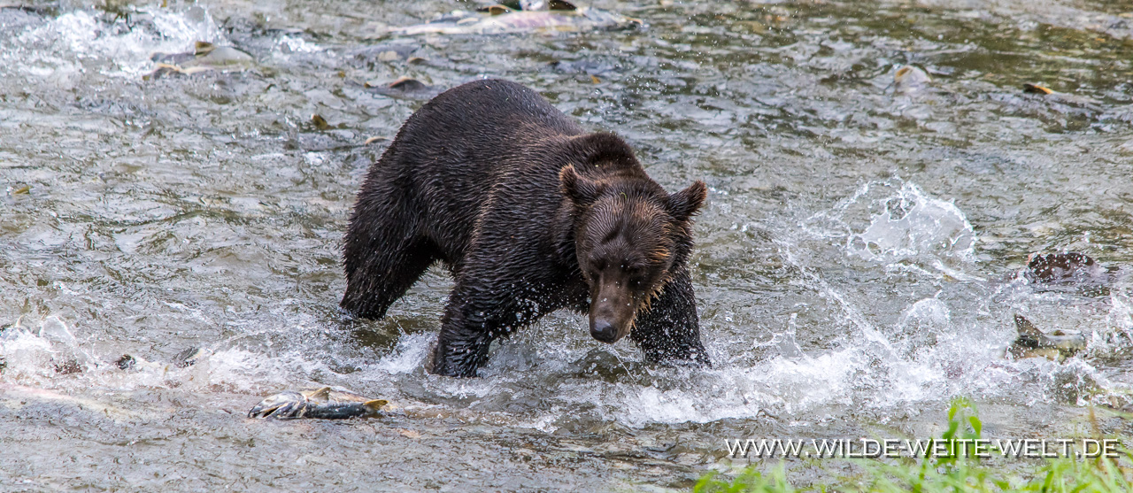 Grizzly-Bear-13-Fish-Creek-Hyder-Alaska-29 Brown Bears / Grizzlies an der Fish Creek Observation Site [Hyder]