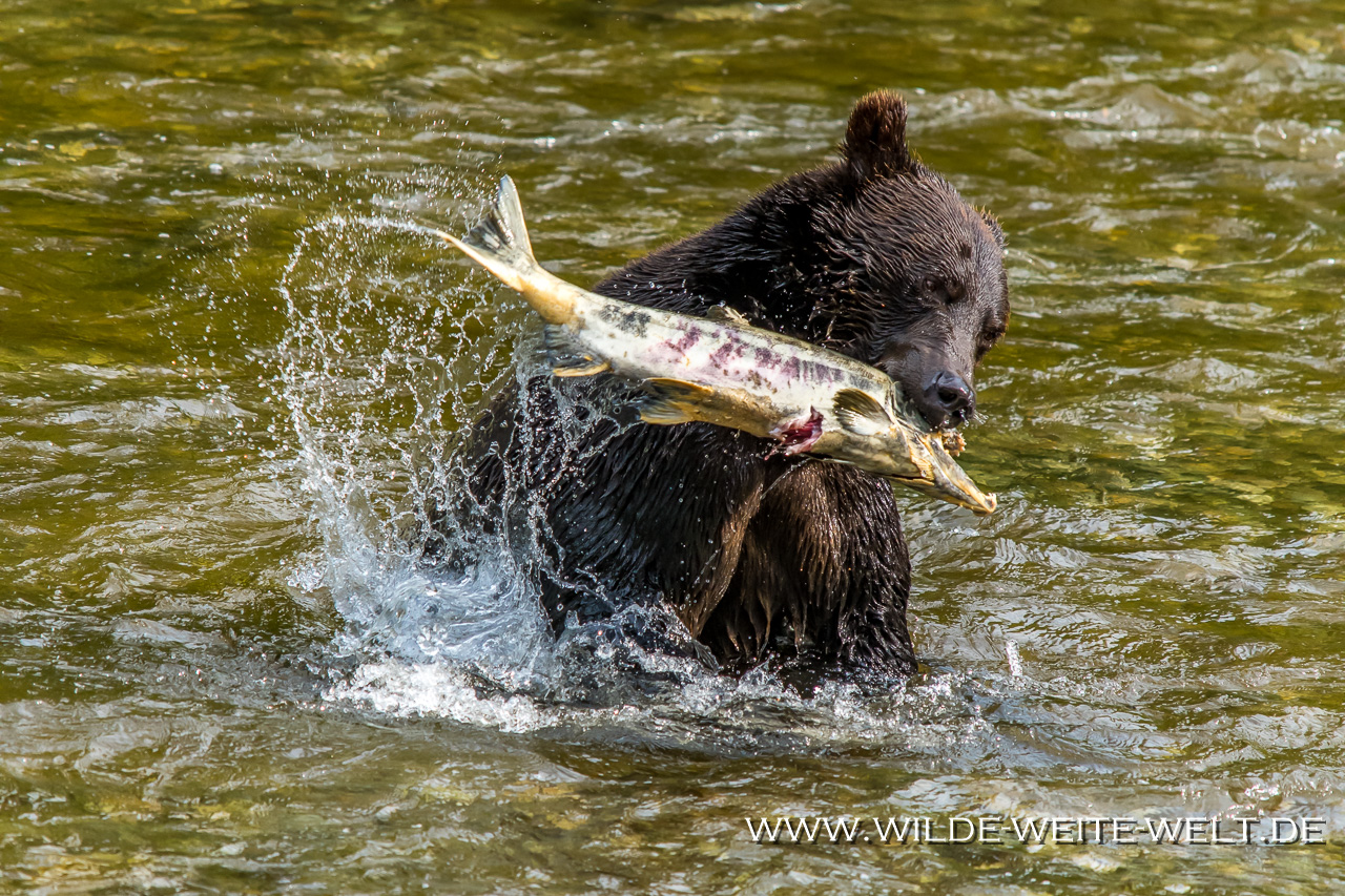 Grizzly-Bear-13-Fish-Creek-Hyder-Alaska-29 Brown Bears / Grizzlies an der Fish Creek Observation Site [Hyder]