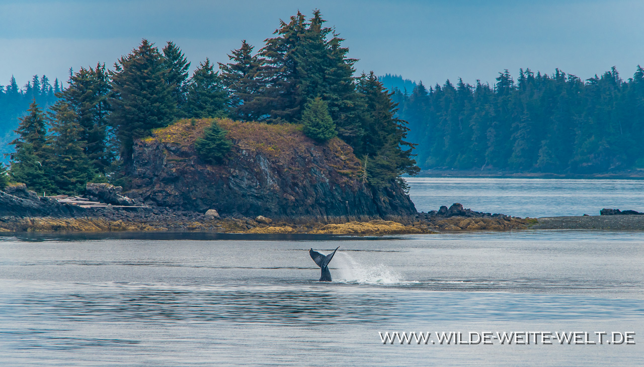 Humpback-Whale-Frederick-Sound-Inside-Passage-Kake-Alaska-9 Buckelwale - Humback Whales [Inside Passage]