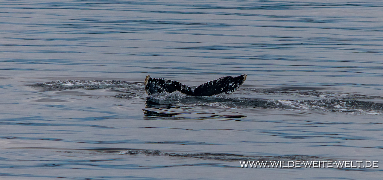 Humpback-Whale-Frederick-Sound-Inside-Passage-Kake-Alaska-9 Buckelwale - Humback Whales [Inside Passage]