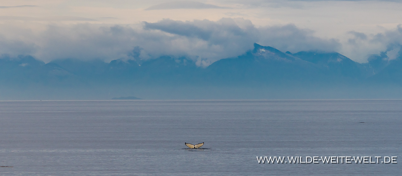 Malaspina-Ferry-Haines-Alaska Inside Passage von Haines nach Prince Rupert & Buckelwale / Humpback Whales [Alaska Marine Highway]