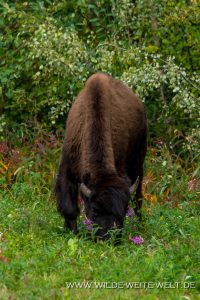 Bison-1-Alaska-Highway-British-Columbia-2-200x300 Bison 1