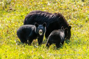 Black-Bear-56-58-Alaska-Highway-British-Columbia-17-300x200 Black Bear 56-58
