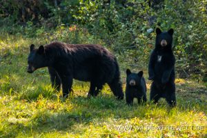 Black-Bear-56-58-Alaska-Highway-British-Columbia-3-300x200 Black Bear 56-58