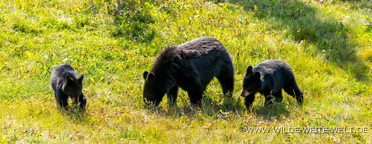 Black-Bear-56-58-Alaska-Highway-British-Columbia-61 Schwarzbären / Black Bears in Canada [divers]