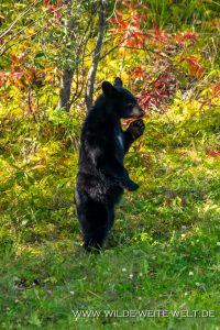 Black-Bear-56-58-Alaska-Highway-British-Columbia-49-200x300 Black Bear 56-58